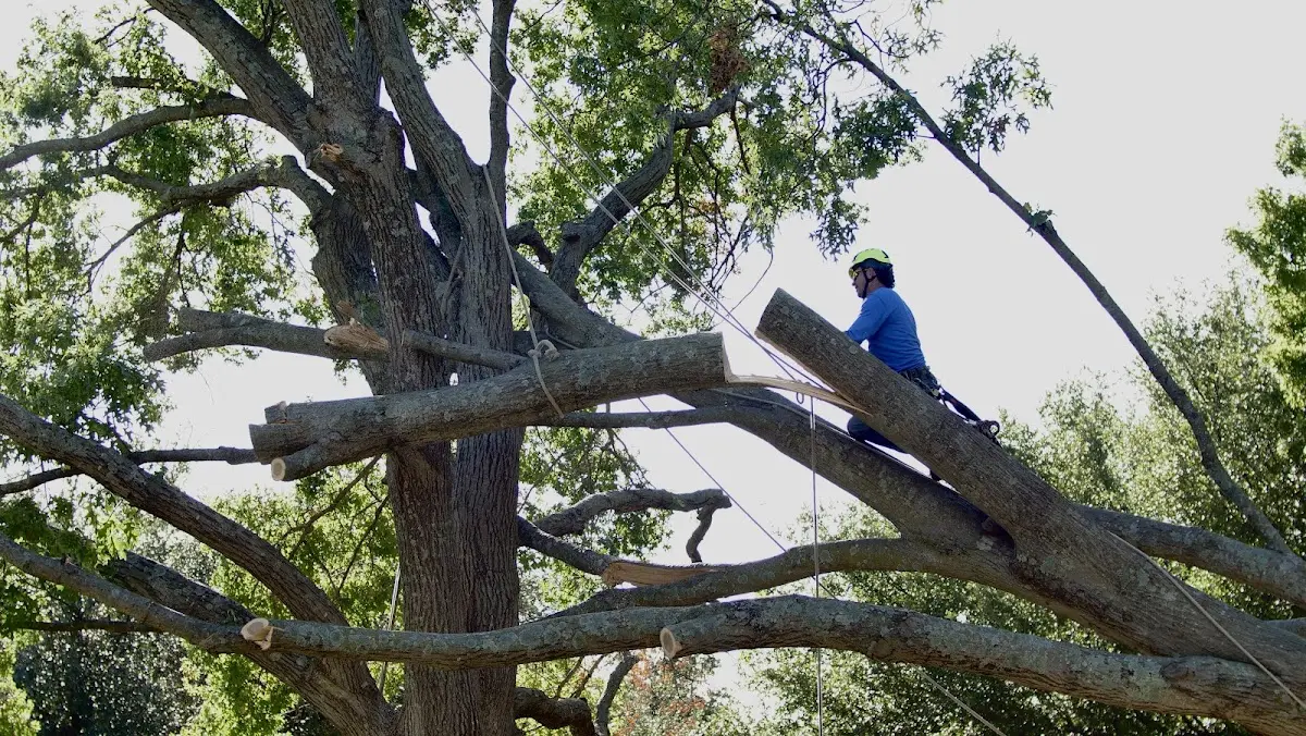 Professional Crown Thinning performed by certified arborists in Lookout